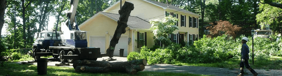 Pruning & Shaping Trees with Care!